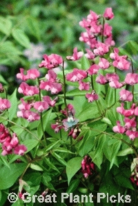 Lathyrus vernus                         